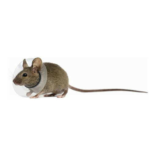 Elizabethan Collar for Rodents KVP Transparent 5.75-7.5 cm - VMX PETS