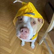 WeatherWise Pet Raincoat - VMX PETS