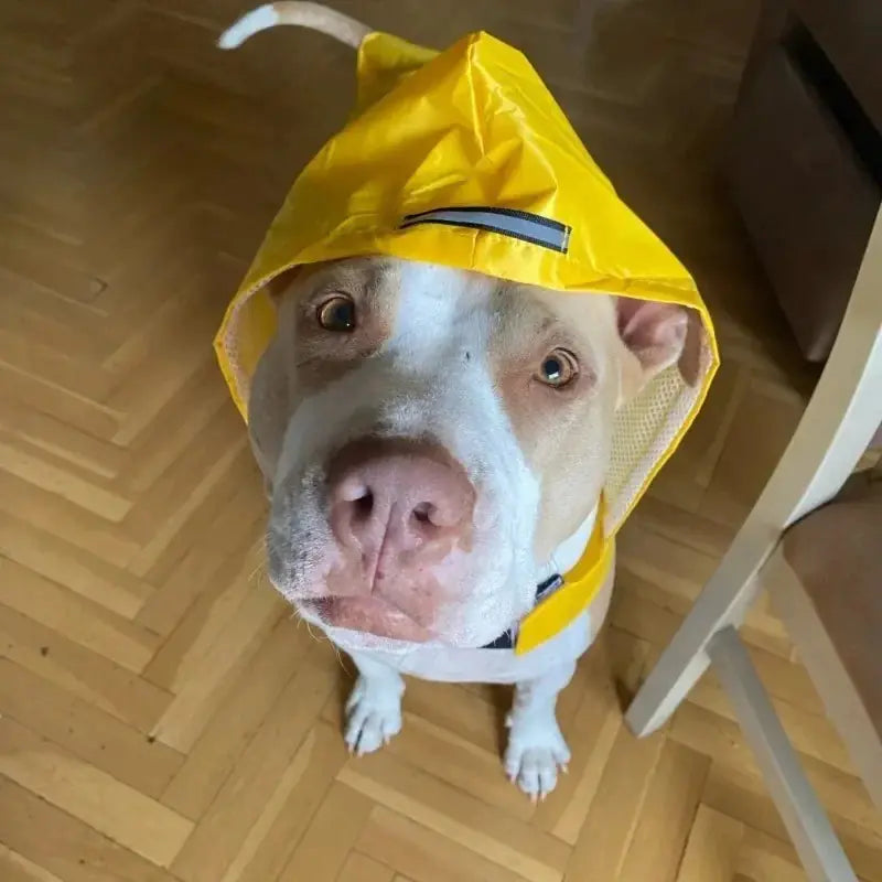 WeatherWise Pet Raincoat - VMX PETS