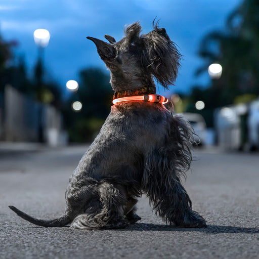 LED Collar for Pets Petlux InnovaGoods - VMX PETS