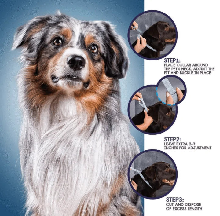 Pro Guard Pet Collar - VMX PETS