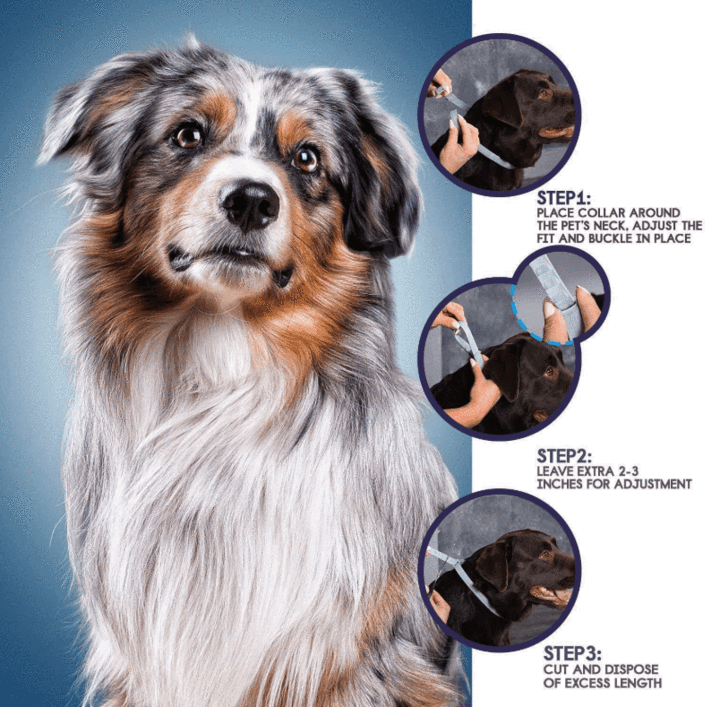 Pro Guard Pet Collar - VMX PETS
