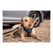 Dog Harness Company of Animals CarSafe - VMX PETS