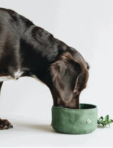 Folding Dog Bowl Canvas Dog Tableware Drinking Water Bowl Feeding Bowl Walking Dog Portable Pet Ration Bag - VMX PETS - VMX PETS